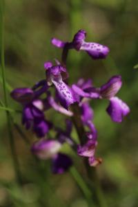 Orchis bouffon