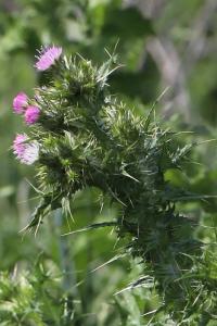Chardon à petites fleurs