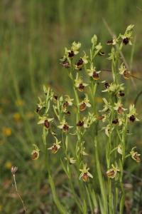Ophrys araignée