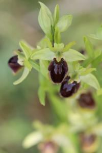Ophrys araignée