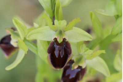 Ophrys araignée