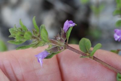 <i>Ziziphora acinos</i>