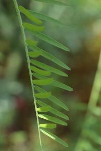 Vesce à petites feuilles