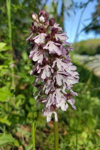 Orchis pourpre