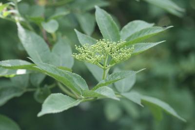 Sambucus nigra