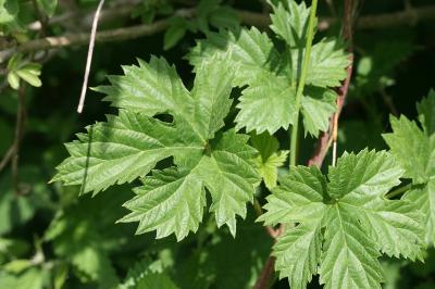 Houblon grimpant