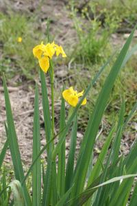 Iris faux acore