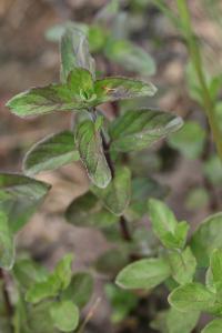 Menthe aquatique