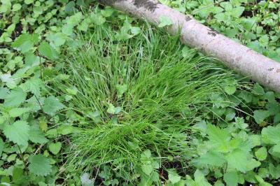 Carex remota
