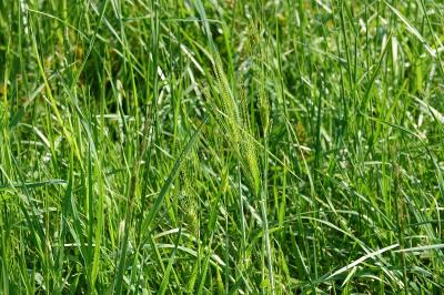 <i>Hordeum</i>