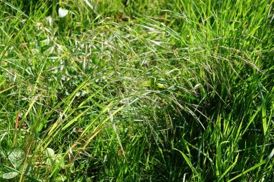 Brome stérile