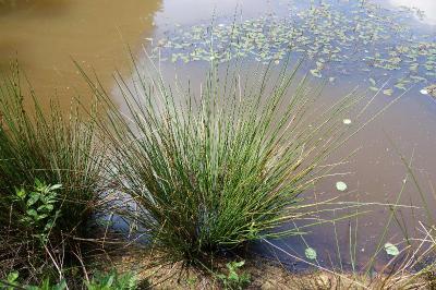 Juncus conglomeratus
