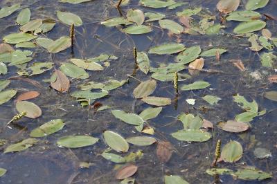 Potamogeton natans