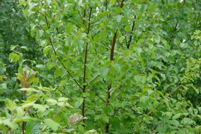 Betula pubescens