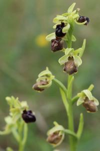 Ophrys araignée