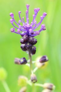 Muscari à toupet
