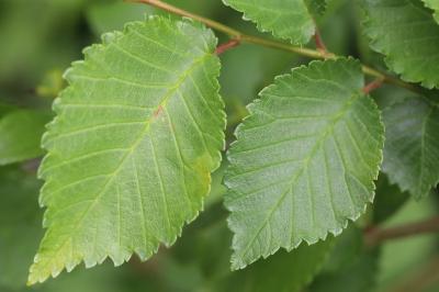 Ulmus minor