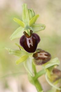 Ophrys araignée