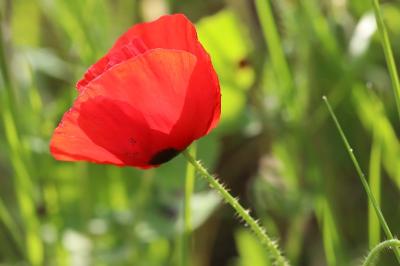 Papaver rhoeas