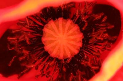 Papaver rhoeas
