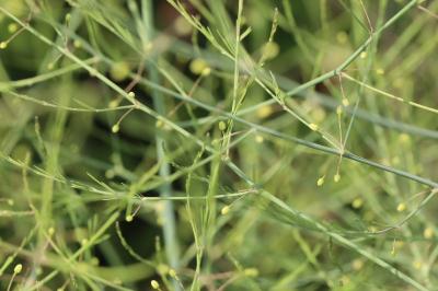 Asparagus officinalis