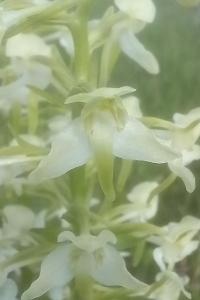 Orchis verdâtre