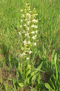 Orchis verdâtre