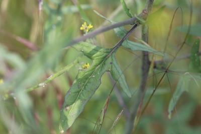 Herbe aux chantres