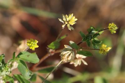 Trifolium dubium