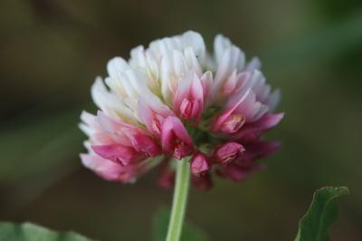Trifolium hybridum