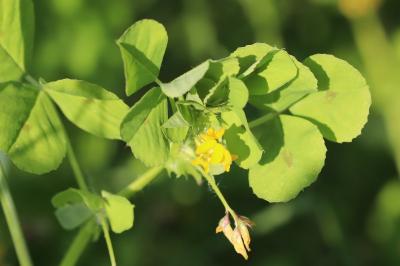 Medicago arabica