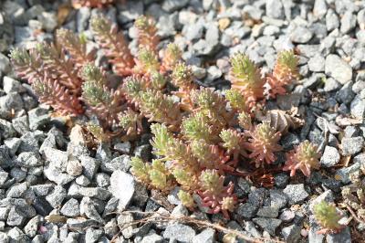 Sedum album