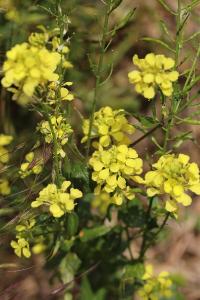 Sinapis arvensis