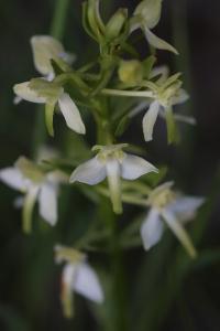 Orchis verdâtre