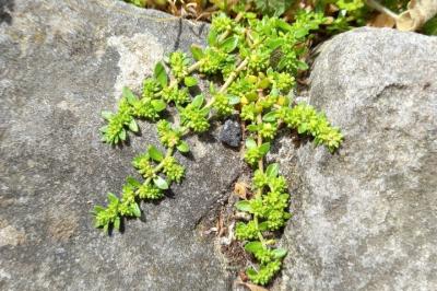 Herniaria glabra