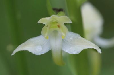 Orchis verdâtre
