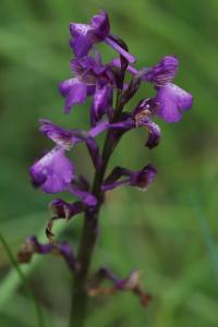 Orchis bouffon