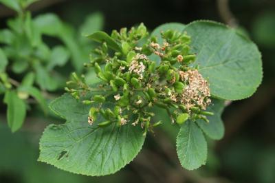 Viburnum lantana