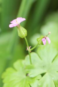 Géranium luisant