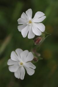 Compagnon blanc