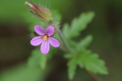Géranium pourpre