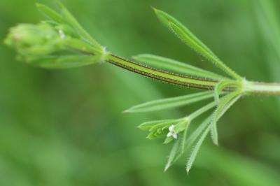 Galium aparine