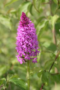 Orchis pyramidal