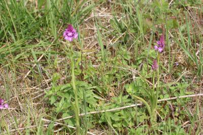 Orchis pyramidal