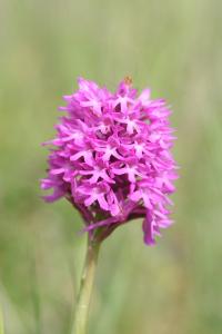 Orchis pyramidal