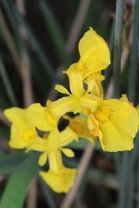 Iris faux acore