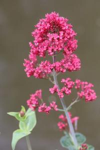 Centranthe rouge