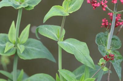 Centranthus ruber