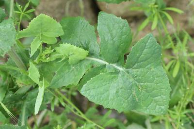Laiteron potager