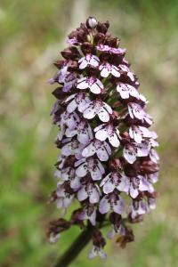 Orchis pourpre
